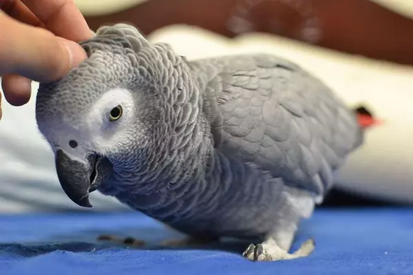 Talking Parrot (54 ảnh): Loại giống nào là nhiều nhất? Làm thế nào để dạy một con vẹt để nói chuyện? 11633_22