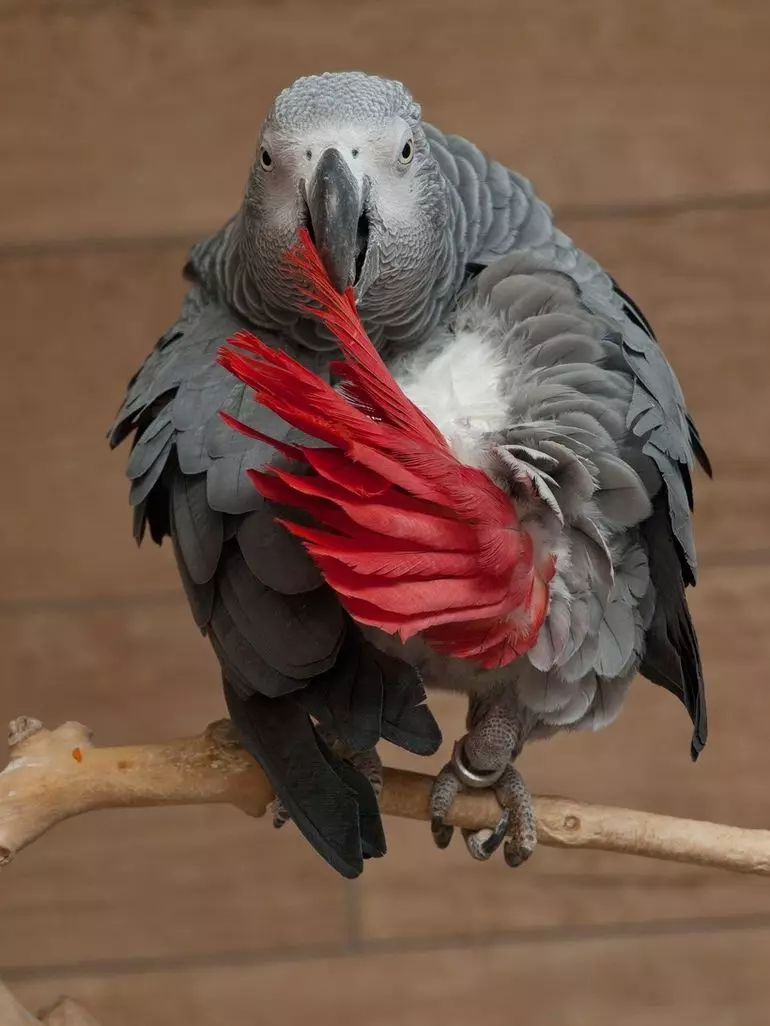 Talking Parrot（54写真）：最もおかしいものはどんな種類ですか？オウムを話すにはどうすればいいですか？ 11633_24