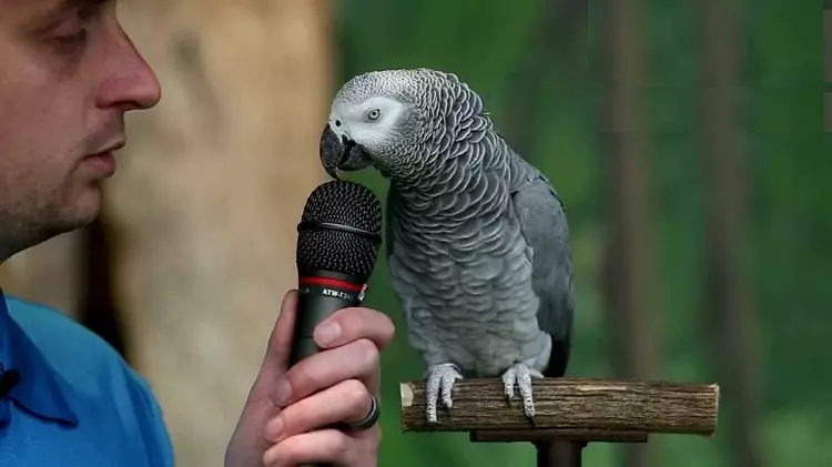 Talking Parrot (54 fotos): Que tipo de raza é a máis conversativa? Como ensinar a un papagaio para falar? 11633_25