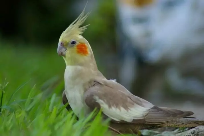 Talking Parrot (54 ảnh): Loại giống nào là nhiều nhất? Làm thế nào để dạy một con vẹt để nói chuyện? 11633_26