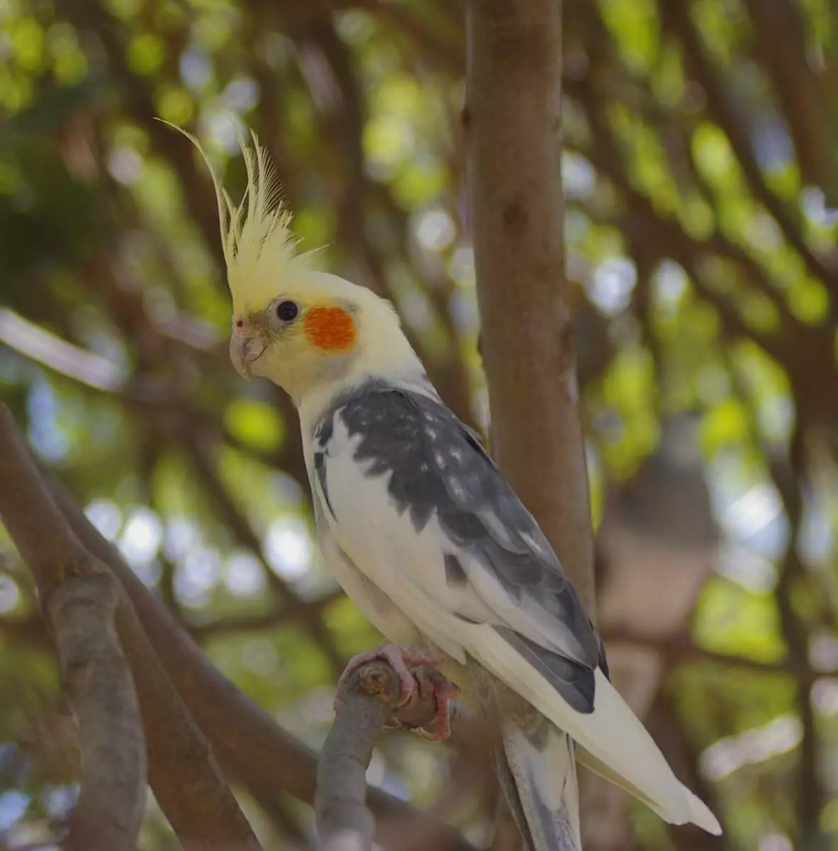 Talking Parrot (54 fotografij): Kakšna pasma je najbolj govorjena? Kako naučiti papiga za pogovor? 11633_27
