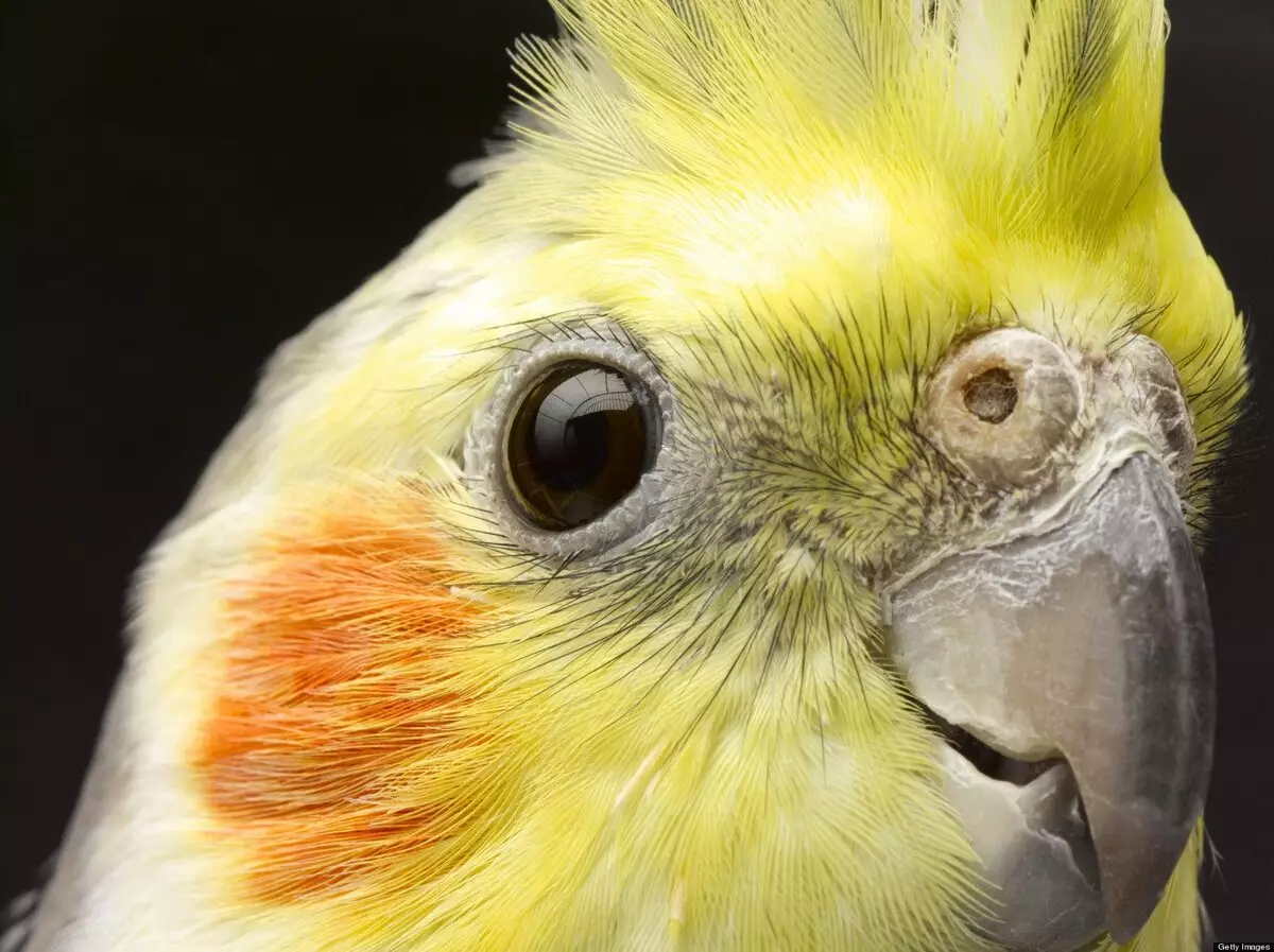 Talking Parrot (54 عکس): چه نوع نژاد بیشتر سخنرانی است؟ چگونه به تدریس طوطی برای صحبت کردن؟ 11633_28