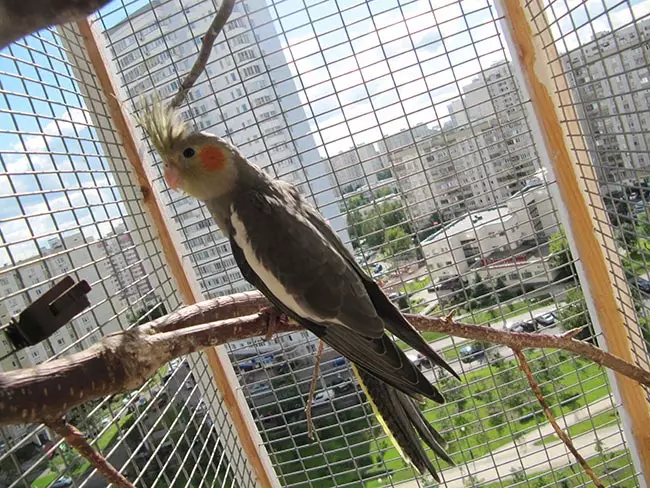 Talking Parrot (54 kuvaa): Millaista rotua on kaikkein puhuva? Kuinka opettaa papukaija puhua? 11633_31