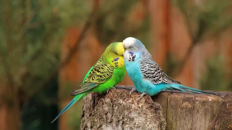Talking Parrot (54 fotografií): Aký druh plemena je najviac hovoriaci? Ako naučiť papagáj hovoriť? 11633_32