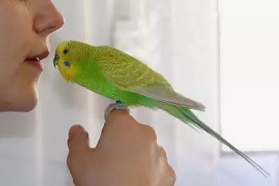 Talking Parrot (54 fotografií): Aký druh plemena je najviac hovoriaci? Ako naučiť papagáj hovoriť? 11633_33