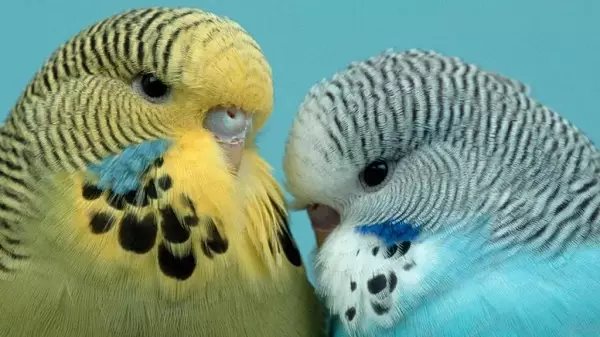 Bercakap Parrot (54 Foto): Apakah jenis baka yang paling membincangkan? Bagaimana untuk mengajar burung nuri untuk bercakap? 11633_34