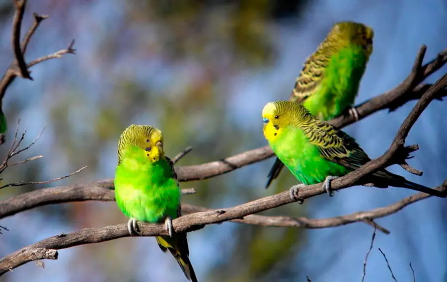 Talking Parrot (54 عکس): چه نوع نژاد بیشتر سخنرانی است؟ چگونه به تدریس طوطی برای صحبت کردن؟ 11633_35