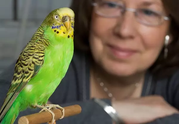 Snakker papegøye (54 bilder): Hva slags rase er den mest snakkesalte? Hvordan lære en papegøye å snakke? 11633_37