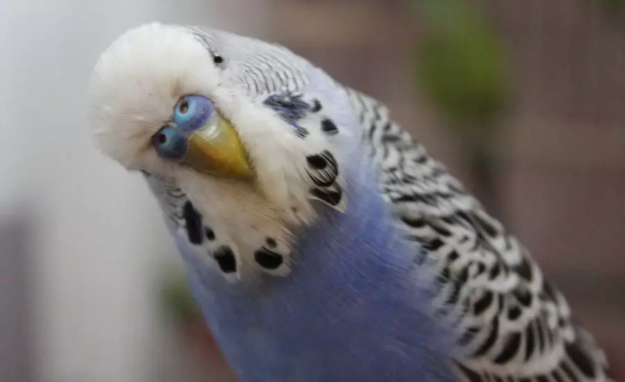 Ngomong Parrot (54 Foto): jenis jenis sing paling apik? Kepiye mulang parrot kanggo ngobrol? 11633_38