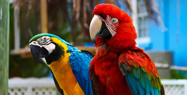 Beszélő papagáj (54 fotók): Milyen fajta a leginkább beszélő? Hogyan tanítson egy papagájot, hogy beszéljen? 11633_4
