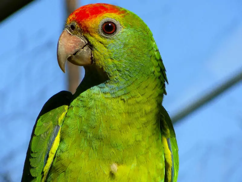 Kuganira Parrot (Amafoto 54): Ni ubuhe bwoko bw'ubwoko aribwo buganira cyane? Nigute twigisha parrot kuvuga? 11633_40