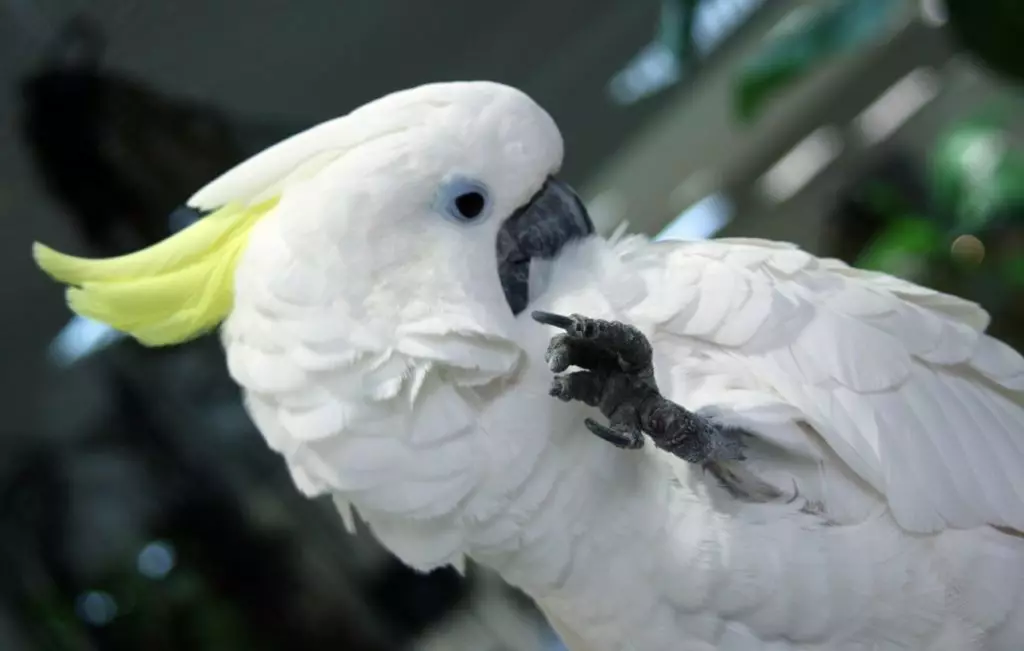 ເວົ້າ parrot (54 ຮູບພາບ): ການສົນທະນາແບບໃດທີ່ສຸດ? ວິທີການສອນ parrot ທີ່ຈະເວົ້າ? 11633_41