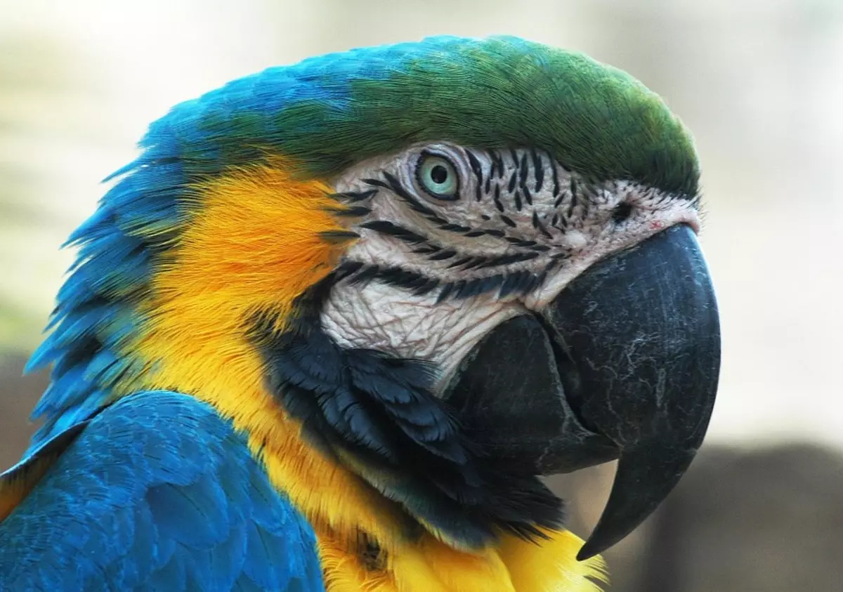 Parolanta papago (54 fotoj): Kian rason estas la plej parolema? Kiel instrui papagon por paroli? 11633_42