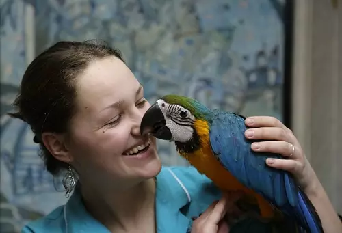 Talking Parrot (54 fotografij): Kakšna pasma je najbolj govorjena? Kako naučiti papiga za pogovor? 11633_46