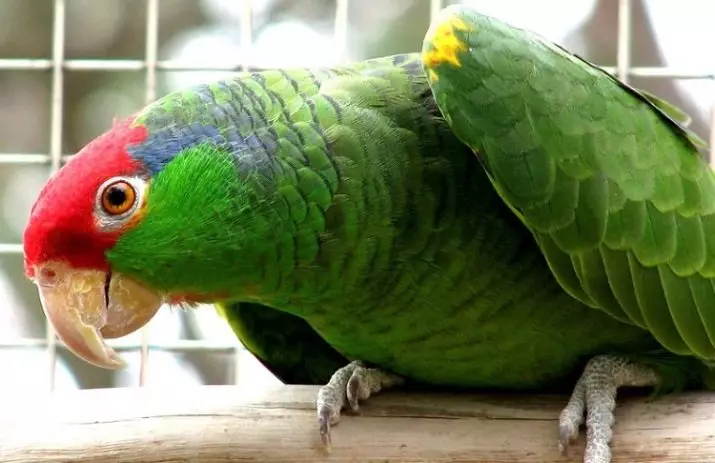Snakker papegøye (54 bilder): Hva slags rase er den mest snakkesalte? Hvordan lære en papegøye å snakke? 11633_48