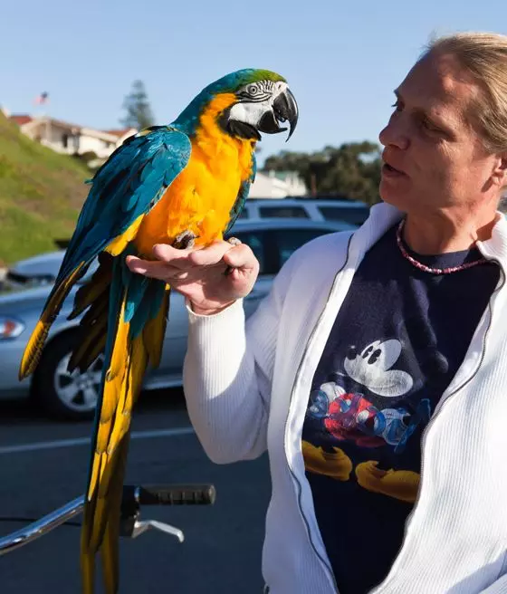 Talking papegoja (54 bilder): Vilken typ av ras är den mest pratsamma? Hur man lär en papegoja att prata? 11633_49