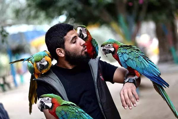 Talking Parrot (54 fotos): Que tipo de raza é a máis conversativa? Como ensinar a un papagaio para falar? 11633_5