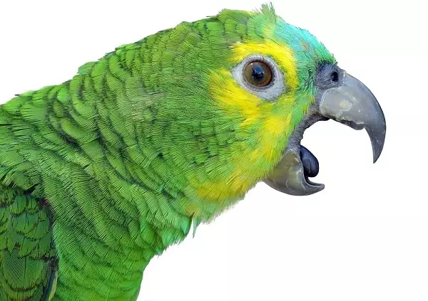 Talking Parrot (54 รูป): สายพันธุ์ชนิดใดที่ช่างพูดมากที่สุด? วิธีการสอนนกแก้วเพื่อพูดคุย? 11633_50