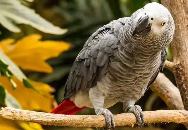 Mluvící papoušek (54 fotek): Jaký druh plemene je nejvíce mluvený? Jak naučit papoušku mluvit? 11633_52