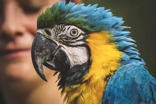Parolanta papago (54 fotoj): Kian rason estas la plej parolema? Kiel instrui papagon por paroli? 11633_53
