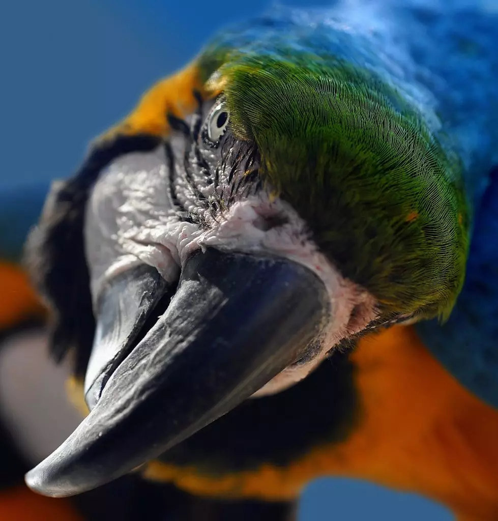 Talking Parrot (54 fotografií): Aký druh plemena je najviac hovoriaci? Ako naučiť papagáj hovoriť? 11633_54