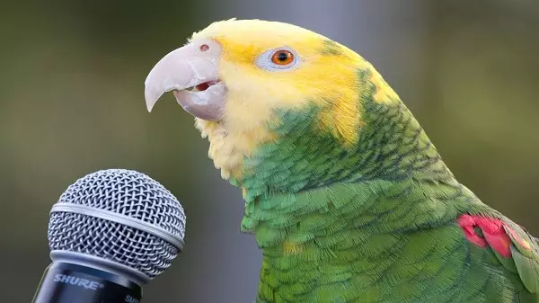Vorbind Parrot (54 Fotografii): Ce fel de rasă este cel mai vorbitor? Cum să înveți un papagal pentru a vorbi? 11633_6