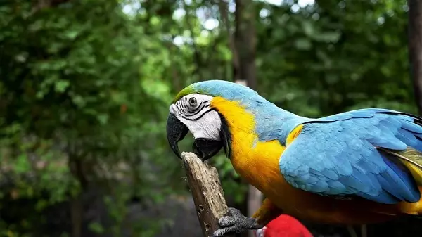 Talking Parrot (54 zdjęcia): Jakiego rodzaju rasy jest najbardziej rozmowny? Jak uczyć papugi do rozmowy? 11633_7