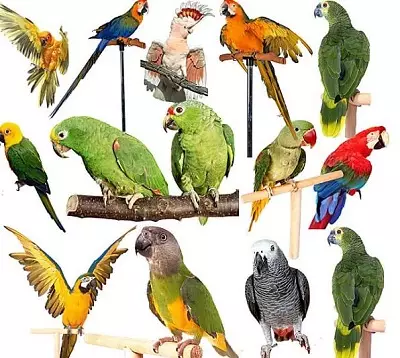 Ngomong Parrot (54 Foto): jenis jenis sing paling apik? Kepiye mulang parrot kanggo ngobrol? 11633_8