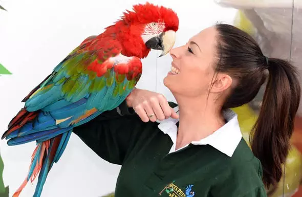 Vorbind Parrot (54 Fotografii): Ce fel de rasă este cel mai vorbitor? Cum să înveți un papagal pentru a vorbi? 11633_9