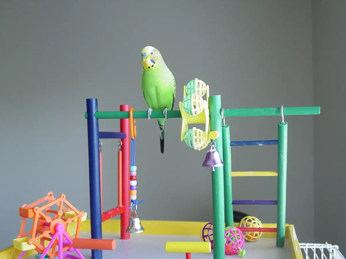 Legetøj til papegøjer (22 billeder): Hvilke legetøj som store og små papegøjer? Udvælgelse af foder legetøj i et bur 11635_11