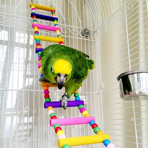 Hračky pro papoušky (22 fotografií): Jaké hračky jako velké a malé papoušky? Výběr hraček píce v kleci 11635_2
