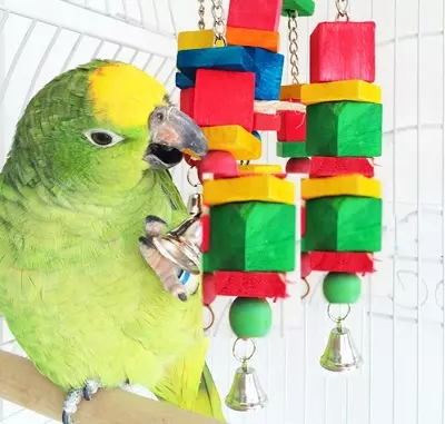 Dolanan kanggo manuk parrot (22 Foto): Apa sing kaya dolanan kaya parrot gedhe lan cilik? Pilihan dolanan forage ing kandhang 11635_3