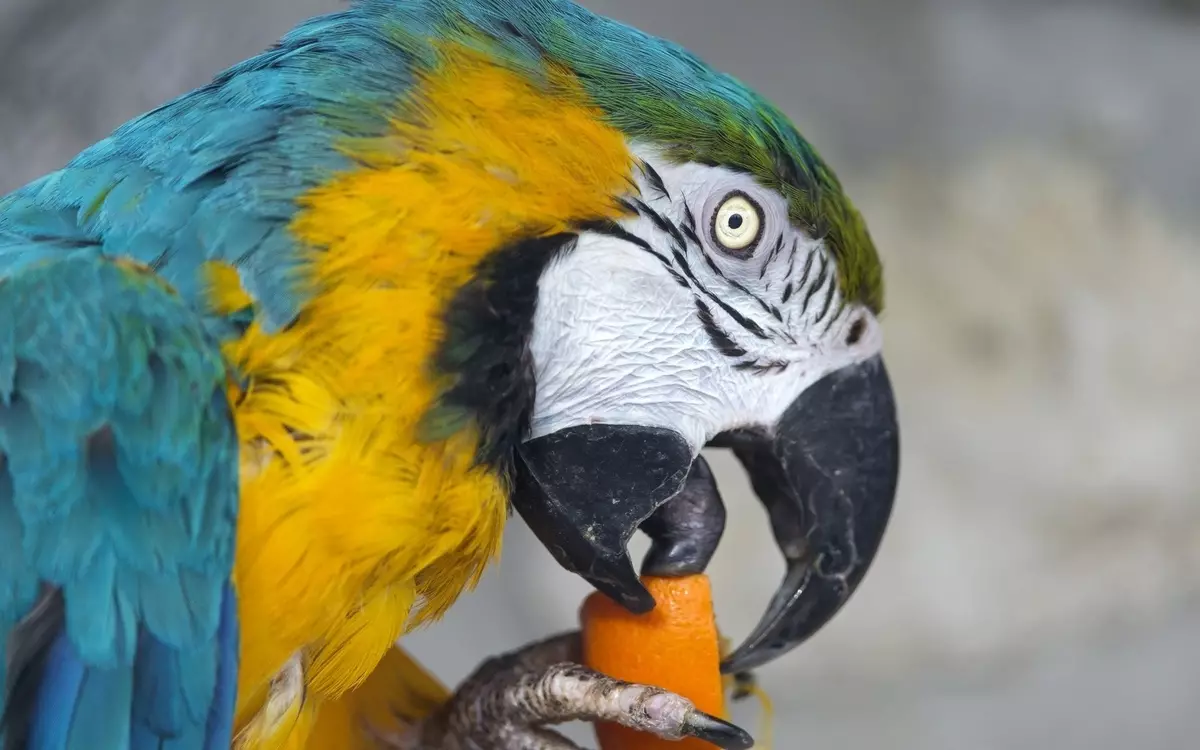 Ludiloj por papagoj (22 fotoj): Kio ludiloj kiel grandaj kaj malgrandaj papagoj? Selektado de furaĝaj ludiloj en kaĝo 11635_4