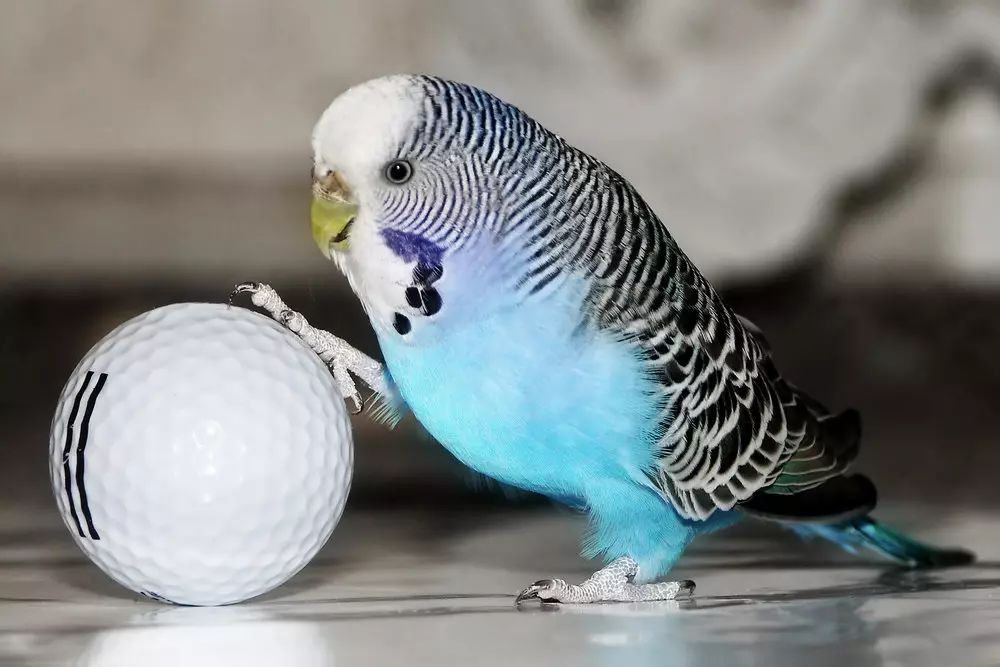 Lodrat për parrots (22 foto): Çfarë lodra si parrots të mëdha dhe të vogla? Përzgjedhja e lodrave të foragjereve në një kafaz 11635_5