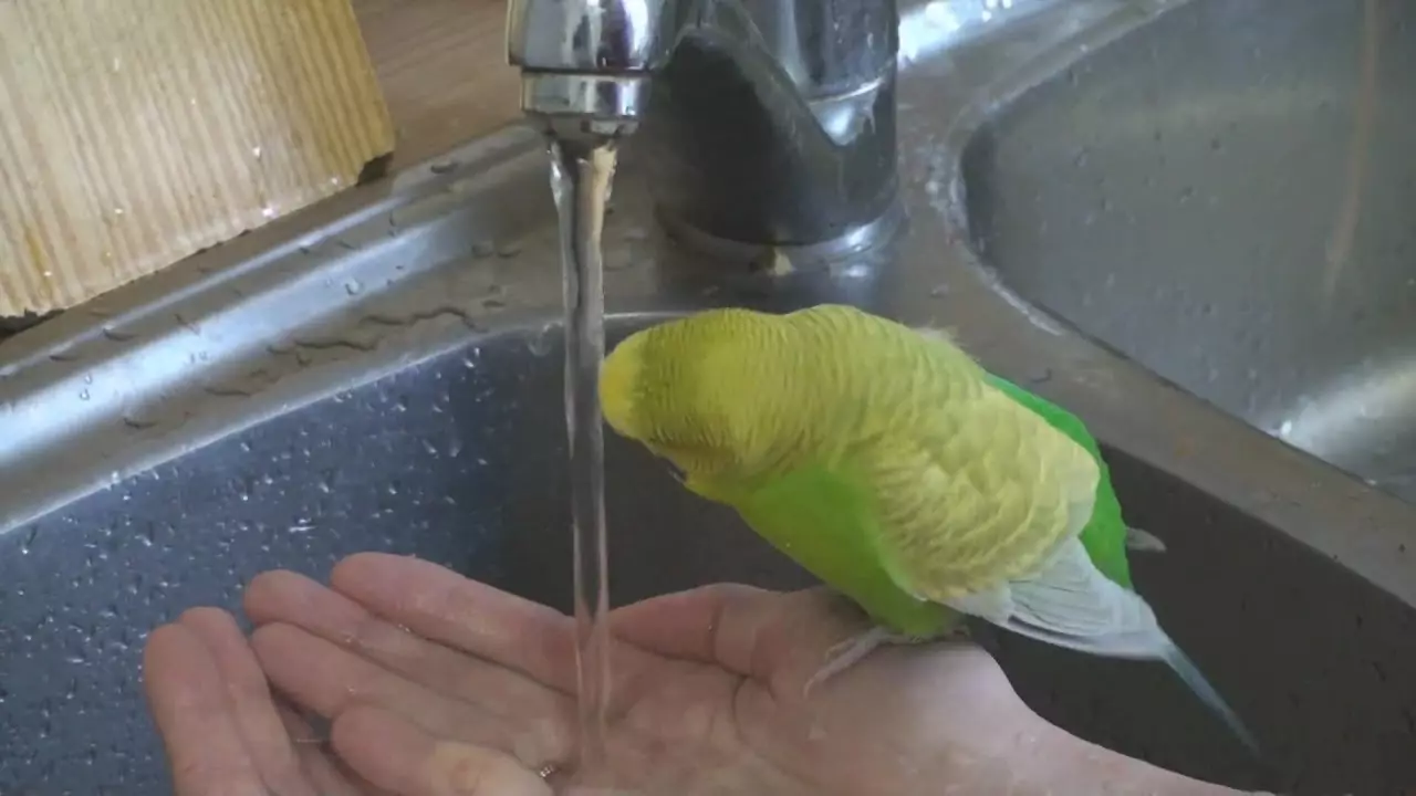 Hogyan fürödni egy papagáj? Milyen szakaszos vagy káddal akkor mossa le? Hogyan kell tanítani a papagáj úszni? 11639_11