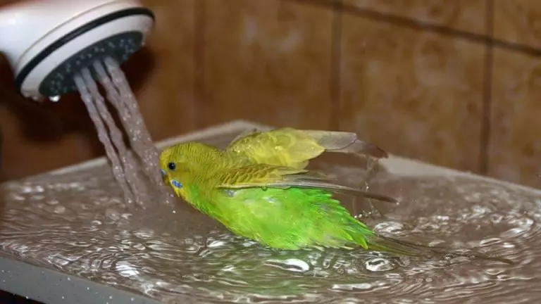 Bagaimana untuk mandi burung nuri? Dalam apa batch atau mandi anda boleh membasuhnya? Bagaimana untuk mengajar burung nuri untuk berenang? 11639_12