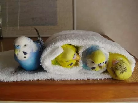 Como banhar um papagaio? Em que lote ou banho você pode lavá-lo? Como ensinar um papagaio a nadar? 11639_18