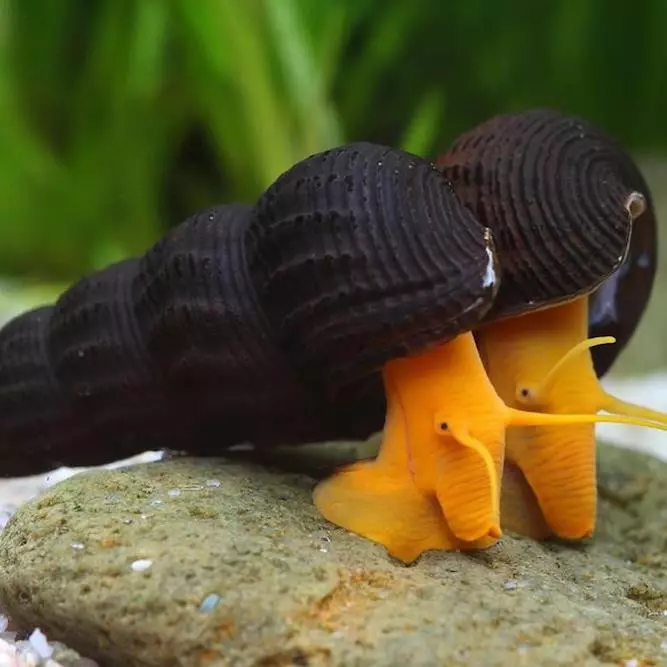 Snail Timilia: Popis Snail 