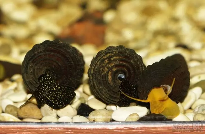 Snail timiia: چۈشەندۈرۈش, «ئاپېلسىن توپا« ئاپېلسىن توپا ». ئۇ نېمىشقا چۈشۈپ كېتىدۇ? 11654_15