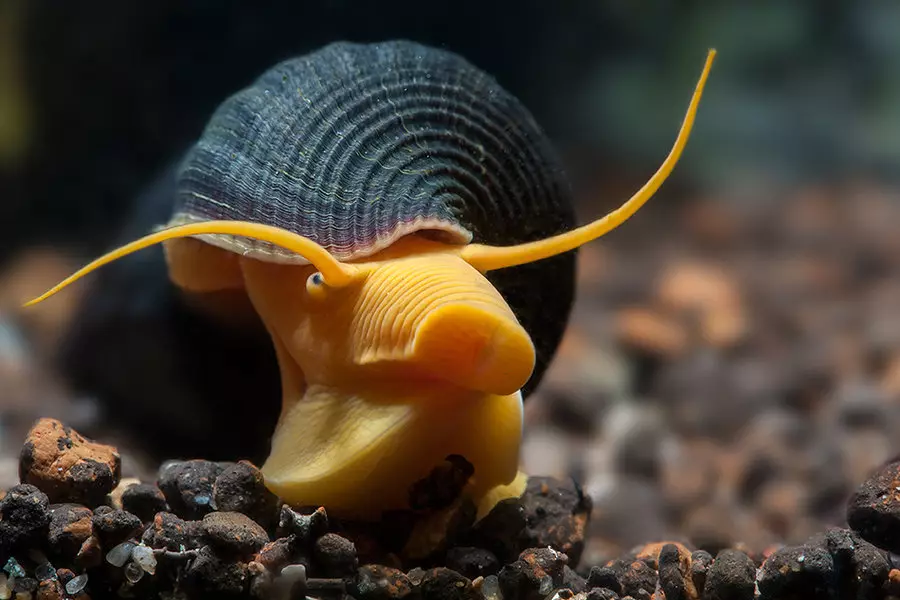 Snail timiia: چۈشەندۈرۈش, «ئاپېلسىن توپا« ئاپېلسىن توپا ». ئۇ نېمىشقا چۈشۈپ كېتىدۇ? 11654_3