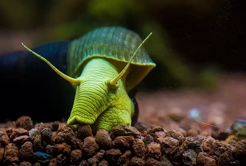 Snigel Timilia: Beskrivning Snigel 