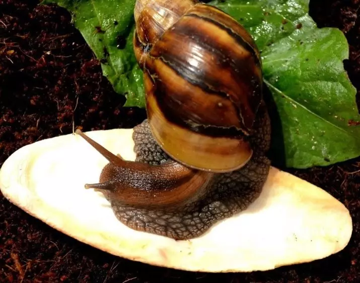 ፈዘዝ ያለ ቡኒ ከ snails (10 ፎቶዎች) ለ: ይህ ምንድን ነው? ሼል Caracatians ቀንድ ምን ያህል ጊዜ ነው? ምንድን ነው የሚመስለው? 11660_2