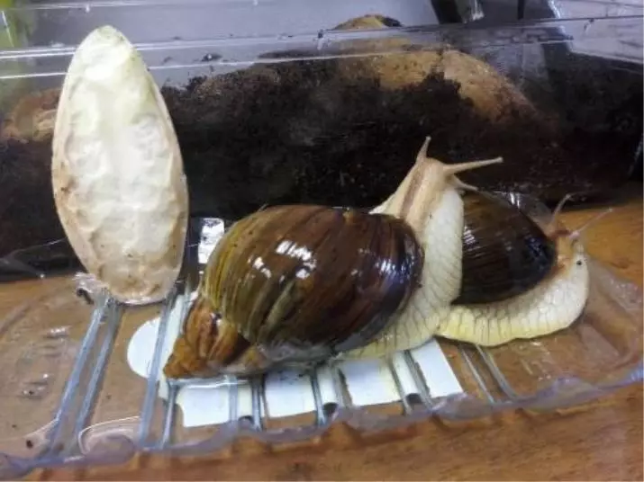 Seepia etanoille (10 valokuvaa): Mikä se on? Kuinka usein etana shell caracatialaiset? Miltä hän näyttää? 11660_6