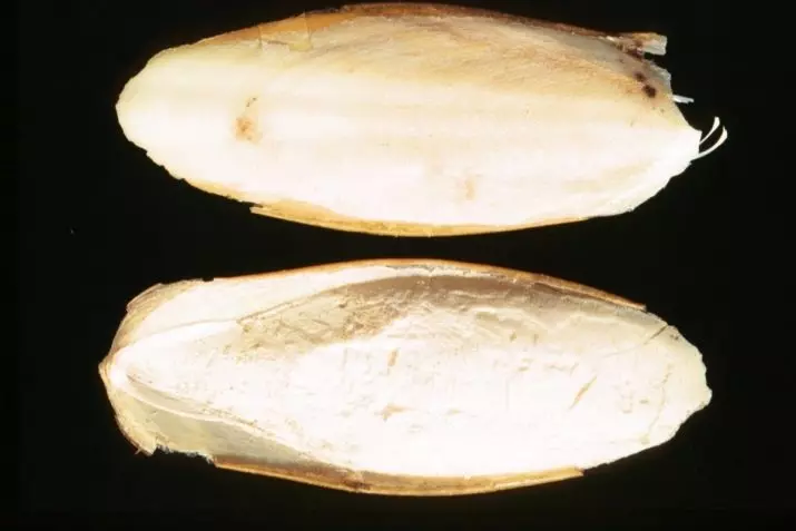Сепия за охлюви (10 снимки): Какво е това? Колко често правят каракатиците за охлюв? Как изглежда той? 11660_8