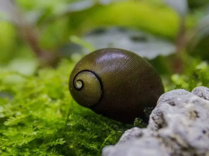Snail Neretina (19 լուսանկար). Ներքին զեբրա եւ եղջյուրավոր, այլ տեսակներ: Դրանց բովանդակությունը: Խնամք խավիարին: Ինչ կերակրել ողնաշարով: 11661_10