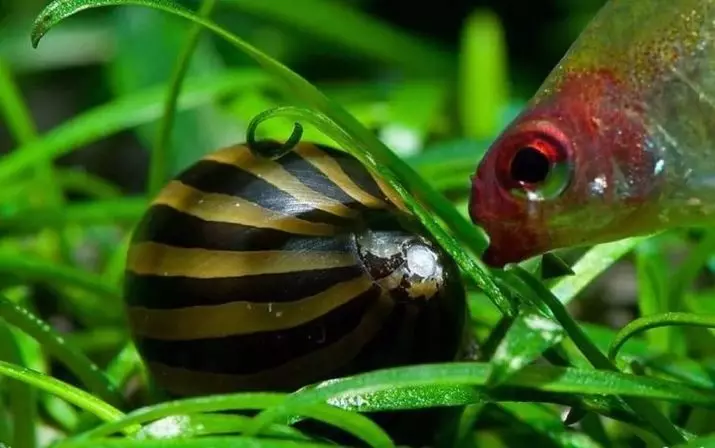 Snail Neretina (19 photos): Neretny Zebra et cornes, autres espèces. Leur contenu. Soin du caviar. Que nourrir avec la colonne vertébrale? 11661_12