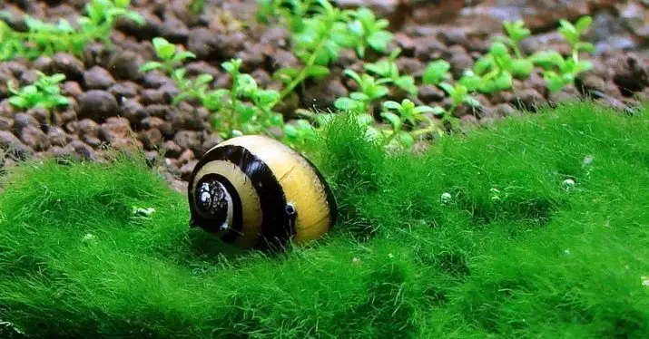 Snail Neretina (19 photos): Neretny Zebra et cornes, autres espèces. Leur contenu. Soin du caviar. Que nourrir avec la colonne vertébrale? 11661_3