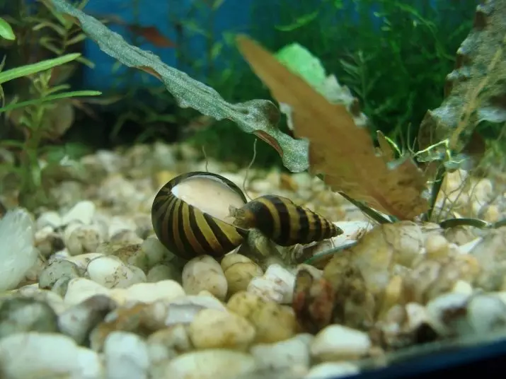 蜗牛neretina（19张照片）：neretny斑马和有角，其他物种。他们的内容。护理鱼子酱。脊椎喂什么？ 11661_5