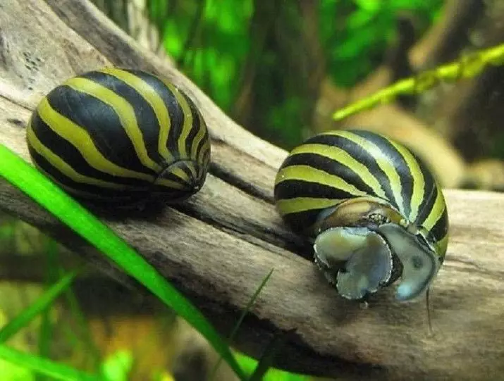 Snail Neretina (Photos 19): Neretny Zebra နှင့် Horeted, အခြားမျိုးစိတ်များ။ သူတို့ရဲ့အကြောင်းအရာ။ caviar ကိုစောင့်ရှောက်။ ကျောရိုးနှင့်အဘယ်သို့အစားအစာ? 11661_6
