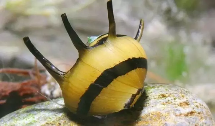 I-snail Neretina (iifoto ezili-19): I-neretny Zebra kwaye ineempondo, ezinye iintlobo. Umxholo wabo. Ukhathalelo lwe-caviar. Yintoni oyondla ngomqolo? 11661_7